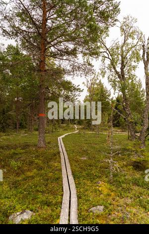 Ein friedlicher Holzweg schlängelt sich durch einen dichten, üppigen Wald in Schweden, umgeben von lebhaftem Grün und hohen Bäumen unter einem bewölkten Himmel, der zu einem einladenden Ausflug einlädt Stockfoto