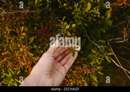 In Sherwink, Trinity, Neufundland & Labrador, Kanada, pflückt die zugeschnittene, nicht erkennbare Hand sanft wilde Blaubeeren inmitten lebendiger Herbstlaub. Die Stockfoto