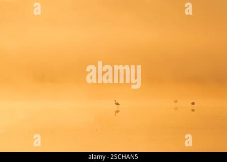 Große Flamingos stehen anmutig im nebligen Morgenlicht in Toledo Lagunen, Spanien. Die goldenen Farbtöne und der ruhige Nebel sorgen für eine ruhige Naturszene Stockfoto