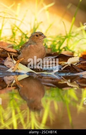 Ein Kaffinch steht anmutig am Wasser, umgeben von herabfallenden Herbstblättern und leuchtendem grünem Gras, das sein Bild im stillen Wasser widerspiegelt. Stockfoto