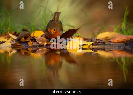 Ein Europäischer rotkehlchen liegt inmitten farbenfroher Herbstblätter, die sich in einem ruhigen Wasserpool spiegeln und das Wesen der Saison in lebendigen Details einfangen. Stockfoto