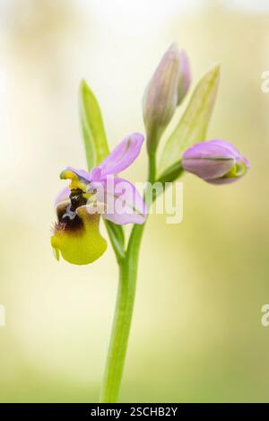 Ein detailreiches Bild, das eine atemberaubende wilde Orchidee aus Andalusien zeigt, hervorgehoben vor einem weichen, verschwommenen Hintergrund mit natürlicher Beleuchtung Stockfoto