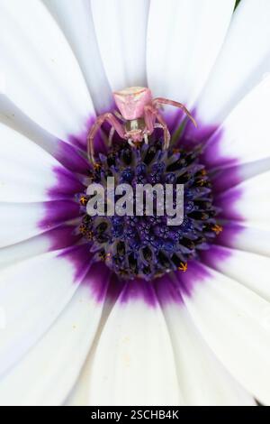 Eine rosafarbene Krabbenspinne liegt in der Mitte eines afrikanischen Gänseblümchens, Osteospermum, und passt perfekt zu den violetten und weißen Blüten. Diese Makroaufnahme Stockfoto