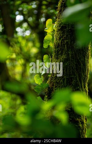 Leuchtend grüne Blätter und Moos gedeihen auf der Rinde eines Baumes, die durch natürliches Sonnenlicht in einer dichten Waldlandschaft hervorgehoben wird. Stockfoto