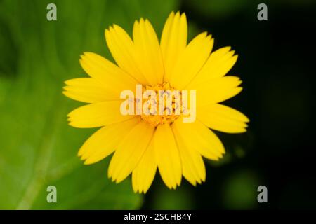 Eine hellgelbe, wilde Gänseblümchenblume, vielleicht ein kriechendes Ochsenauge in voller Blüte. Die zarten Blütenblätter und die detaillierte Mitte heben sich von einem üppigen grünen bac ab Stockfoto