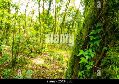 Ein atemberaubender Blick auf einen dichten, üppigen Wald mit einem moosbedeckten Baum und verschiedenen grünen Blättern. Der Waldboden identifiziert sporadische Wucherungen von fe Stockfoto