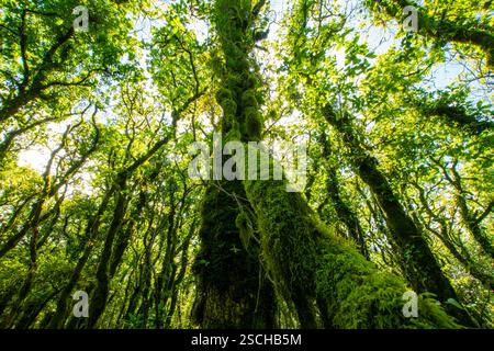Üppig grüne Bäume, die von Moos umgeben sind, unter dem hellen Sonnenlicht, das durch dichtes Laub schaut. Stockfoto