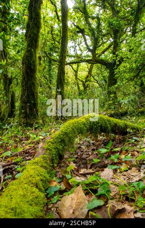Ein lebendiger Blick auf einen dichten, grünen Wald mit einem gefallenen Baumstamm, bedeckt mit hellgrünem Moos, umgeben von vielfältigem Laub und Unterholz. Stockfoto