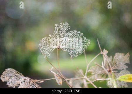 Nahaufnahme komplizierter, getrockneter Skelettblätter mit feinen Adern vor einem sanft verschwommenen grünen Hintergrund. Das Bild fängt die zarte Schönheit und nat ein Stockfoto