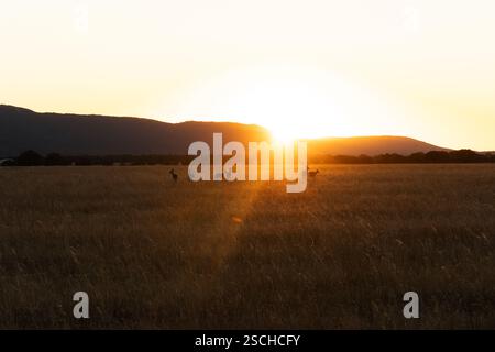 Während des Sonnenuntergangs bewegen sich die Hirsche frei auf den goldenen Wiesen des Cabaneros-Nationalparks und zeigen die natürliche Schönheit und Gelassenheit von Montes de Toledo, Spai Stockfoto