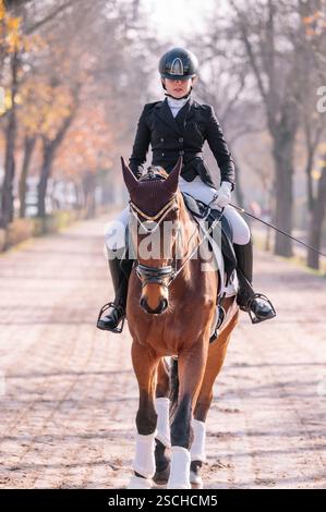 Ein erfahrener Reiter in formeller Kleidung führt ein majestätisches Pferd auf einem von Bäumen gesäumten Weg und hebt die Kunst und Präzision der klassischen Dressur in einem Outdoo hervor Stockfoto