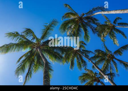 Hohe Palmen mit grünen Wedeln vor einem klaren blauen Himmel Stockfoto