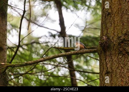 Eine Nutte (Sitta europaea), die auf einem Baumzweig thront Stockfoto