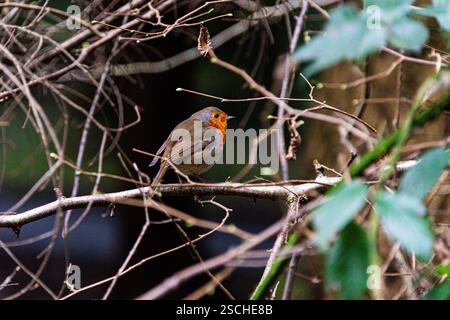 Ein rotkehlchen (Erithacus Rubecula) auf einem Ast sitzend Stockfoto