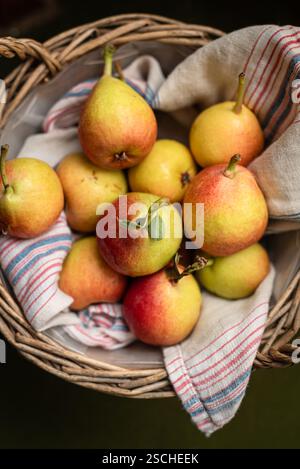 Eine Sammlung reifer Birnen in einem Korb, gefüttert mit einem gestreiften Tuch. Die lebendigen Farbtöne und die natürliche Textur sorgen für einen rustikalen, einladenden Eindruck Stockfoto