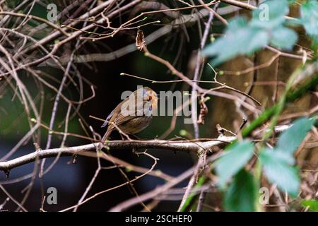 Ein rotkehlchen (Erithacus Rubecula) auf einem Ast sitzend Stockfoto
