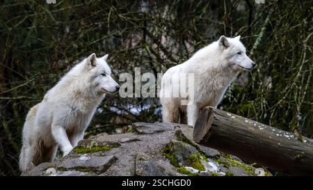 Ein Paar arktischer Wölfe (Canis Lupus arctos), die ihr dickes weißes Fell zeigen, sitzt auf einem moosigen Felsen inmitten eines dichten Waldes und blickt in die Ferne Stockfoto