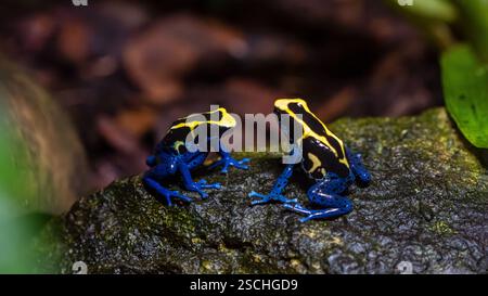 Zwei färbende Giftpfeilfrösche (Dendrobates tinctorius) in leuchtenden Blau- und Gelbtönen auf einem feuchten Waldfelsen. Stockfoto