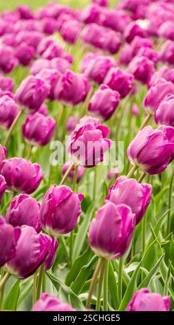 Ein üppiges Feld aus leuchtend rosafarbenen Tulpen in voller Blüte, die sanft unter dem warmen Sonnenlicht schweben. Die Tulpen schaffen eine lebendige und farbenfrohe Darstellung von natürlichem B Stockfoto