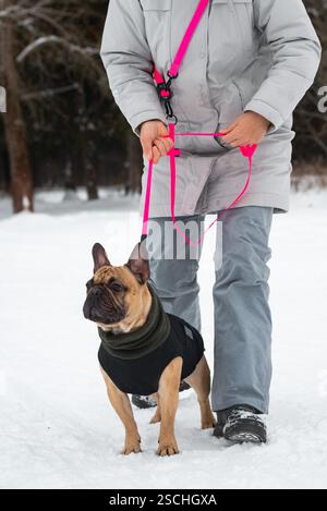 Eine Person, die einen Wintermantel trägt, läuft mit einer französischen Bulldogge im Schnee. Der Hund trägt eine gemütliche Jacke, während die farbenfrohe pinkfarbene Leine einen Akzent setzt Stockfoto