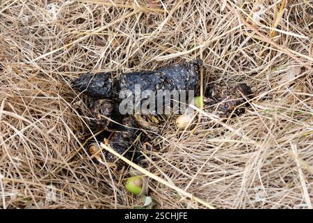 Badger Meles meles Po in flacher Latrine, süßer Moschusduft, Sommer, Großbritannien. Stockfoto