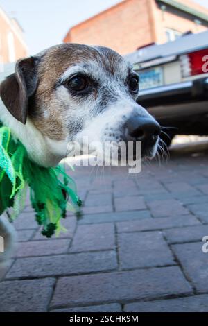 Der Hund trägt den St. Patrick's Day Kragen auf dem Bürgersteig. Stockfoto
