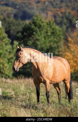 Palomino Pferd steht auf der Weide. Bay Horse in der Natur Stockfoto