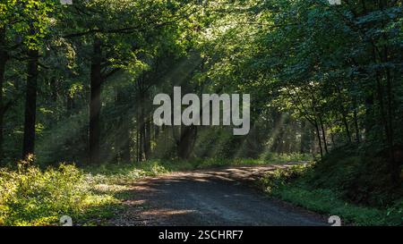Landstraße im Wald mit Sonnenstrahlen durch Bäume. Sommermorgen im Wald Stockfoto