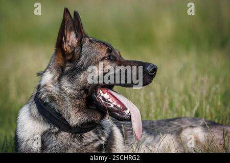 Grauer deutscher Schäferhund im Gras. Porträt eines reinrassigen Schäferhundes im Freien Stockfoto