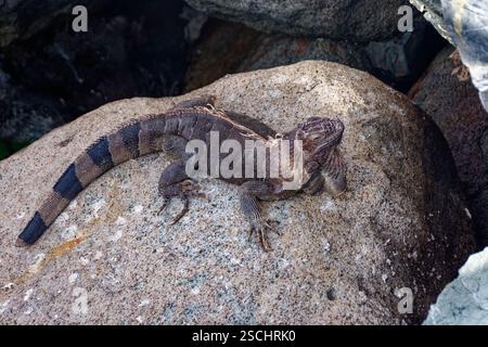 Marine Iguana steht auf einem Felsen im Hafen von St. Maarten Stockfoto