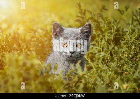 Kleine neugeborene graue Kätzchen warten auf die Katze. Niedliche lustige Haustiere. Nahaufnahme des Haustieres. Kätzchen, die einen Monat alt sind, um in der Natur zu leben, im Freien Stockfoto