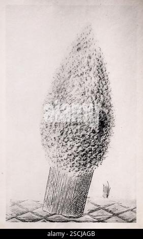 MAX ERNST, (1891-1976) Titel: Le Fascinant cypres, das faszinierende Zypern, Illustration 9 aus der Serie Naturgeschichte. Fotogravur, 1926 Stockfoto