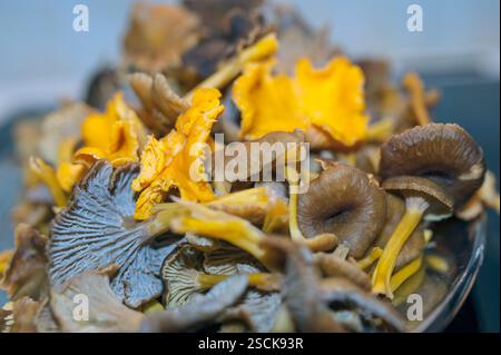 Chantarelle, Cantharellus cibarius. Das Gold des Waldes. Stockfoto