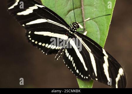Zebra Longwing Butterfly on Green Leaf: Detailliertes Bild eines Zebra Longwing Butterfly, schwarz-weiße Streifen sichtbar, während er an einem grünen Blatt haftet. Stockfoto
