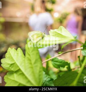 Blassgelber Schmetterling auf grünem Blatt: Weichfokus-Aufnahme eines blassgelben Schmetterlings, der sanft auf einem grünen Blatt thront, ideal für ruhige Naturszenen. Stockfoto