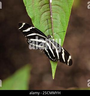 Zebra Longwing Butterfly Stronched on Leaf: Auffällige schwarz-weiße Muster eines Zebra Longwing Butterfly heben sich vom weichen grünen Blatt ab. Stockfoto