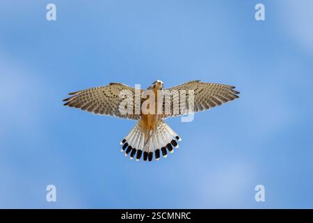 Gewöhnlicher Turmfalke im Flug mit offenen Flügeln auf blauem Himmel Hintergrund Stockfoto