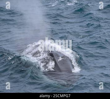 Blauwal taucht im Ozean auf Balaenoptera musculus Stockfoto