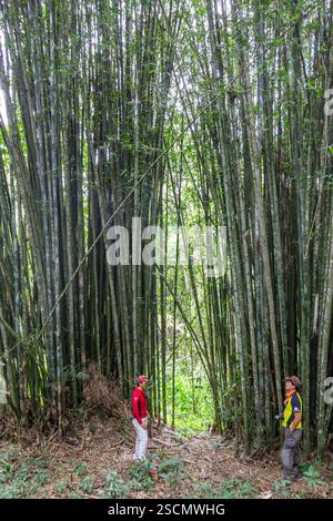 Riesige Bambusbestände wachsen hoch in einem üppigen Waldgebiet von Bukidnon, Philippinen Stockfoto