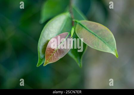 Chinesisches Banyan ist weit verbreitet für dekorative Zwecke in der Landschaftsgestaltung und als beliebte Innenpflanze. Sein dichtes Baldachin macht ihn zu einem hervorragenden Schattenbaum Stockfoto