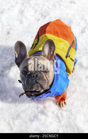 Französische Bulldogge im Schnee in Winterkleidung Stockfoto