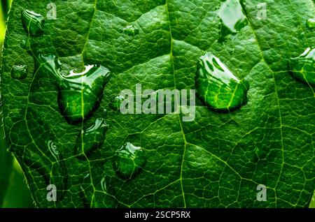 Muster und Details werden durch die Reflexion des Wassers verstärkt. Stockfoto