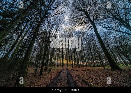 Idyllischer Blick auf einen Waldweg gesäumt von kargen Bäumen unter einem ruhigen Sonnenuntergang. Stockfoto