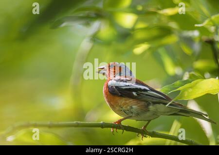 Ein kleiner fink sitzt auf einem dicken Zweig. Fringílla coélebs Stockfoto