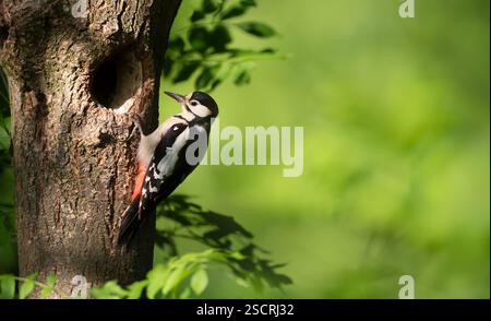 Großer Spotspecht bereitet Nest im Frühjahr vor, Großbritannien. Stockfoto