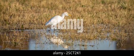 Horizontales Banner mit Rinderreiher (Bubulcus ibis) auf der Suche in einem flachen Feuchtgebiet mit goldenem Sonnenlicht. Der weiße Vogel geht durch das Wasser, Creati Stockfoto