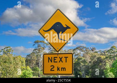 Ein gelbes Warnschild für Känguru entlang einer Landstraße in Australien, umgeben von Bäumen und Grün an einem sonnigen Tag, das die Tierwelt hervorhebt. Stockfoto