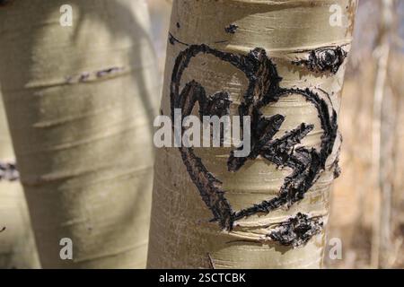Jemandes Liebe wurde in einem geschnitzten Herzen in der Rinde eines Espenbaums aufgezeichnet. Stockfoto