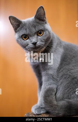 5 Monate alte British Blue, britische Kurzhaarkatze, die in die Kamera schaut Stockfoto