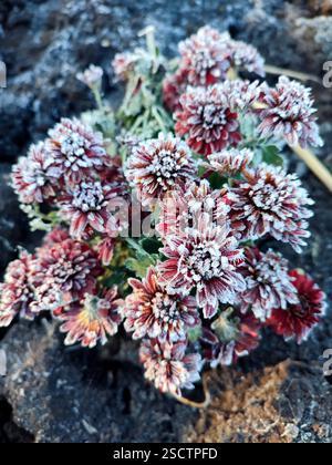 Kleine rot blühende Chrysanthemen Blumen bedeckt weißen Frost Nahaufnahme. Blühende Blume mit kleinen roten Blüten und weißem Frost auf schwarzem Grund. Frost. Natur. Garten. Umgebung. Natürlicher Hintergrund Stockfoto